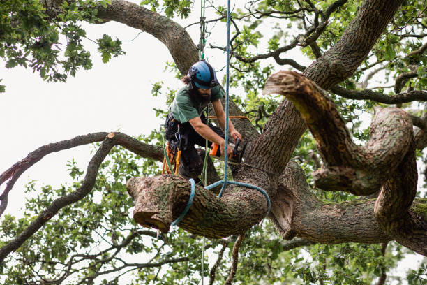 Best Tree and Shrub Care  in Fair Haven, NJ